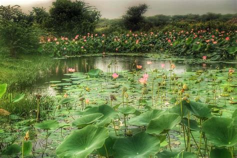  Lotus Pond? Delicate Brushstrokes en Bewonderenswaardige Symmetrie van  Fae-Jin