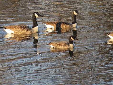  Geese Amongst Willows: A Dreamlike Journey Through Jade and Ink?