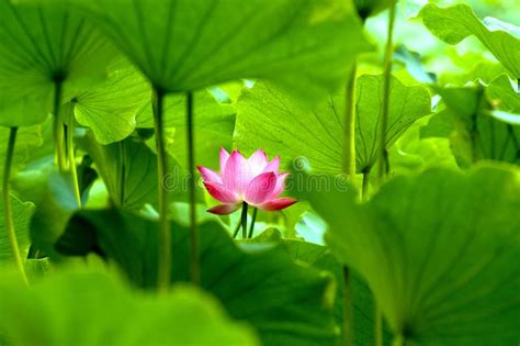  De Bloeiende Lotus van Lahore: Een Ontroerende Verkenning van Liefde en Vergankelijkheid!